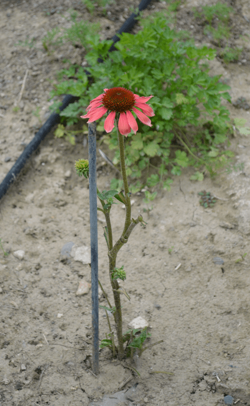 Echinacea planted this spring - note the rabbit damage