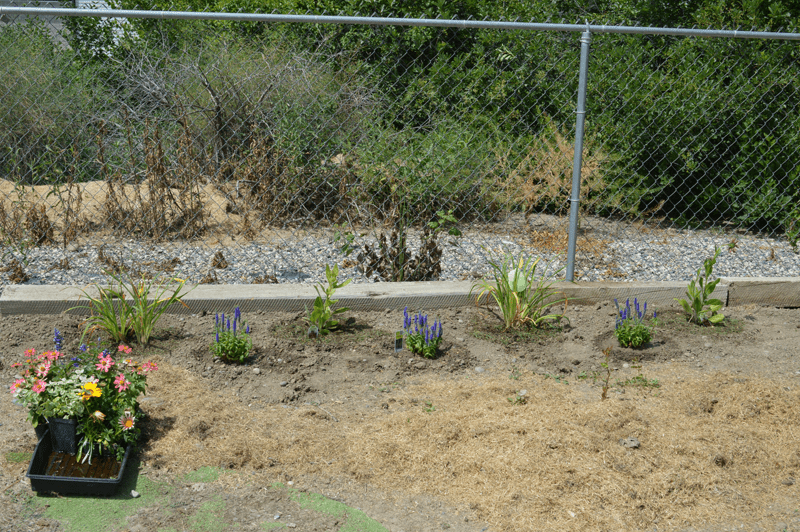 grannie geek new perennial bed