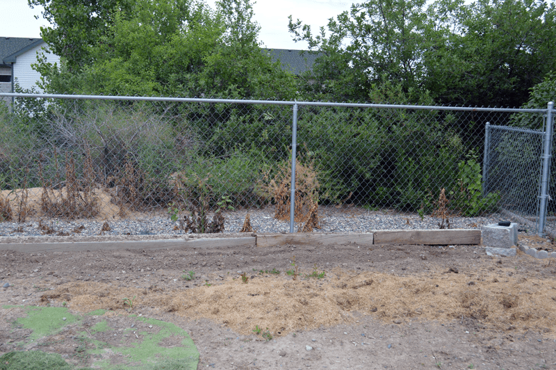 grannie geek North garden fence line before perennials
