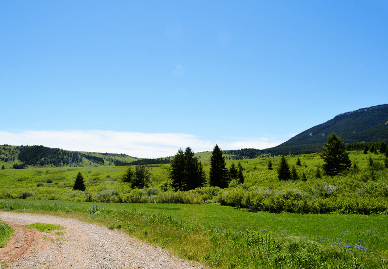 A Visit to the Pryor Mountains At Mimi's Table