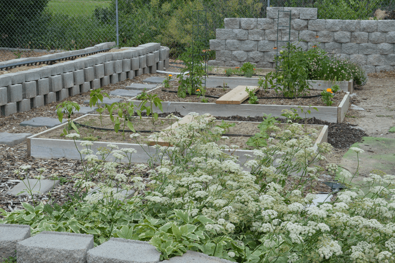 grannie geek half of my little garden billings montana
