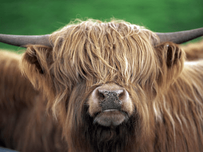 grannie geek scottish highland cattle pryor mountains