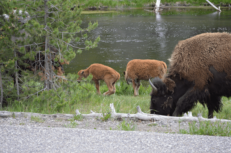 grannie geek, mother buffalo and calves grazing near Firehole River, Yellowstone