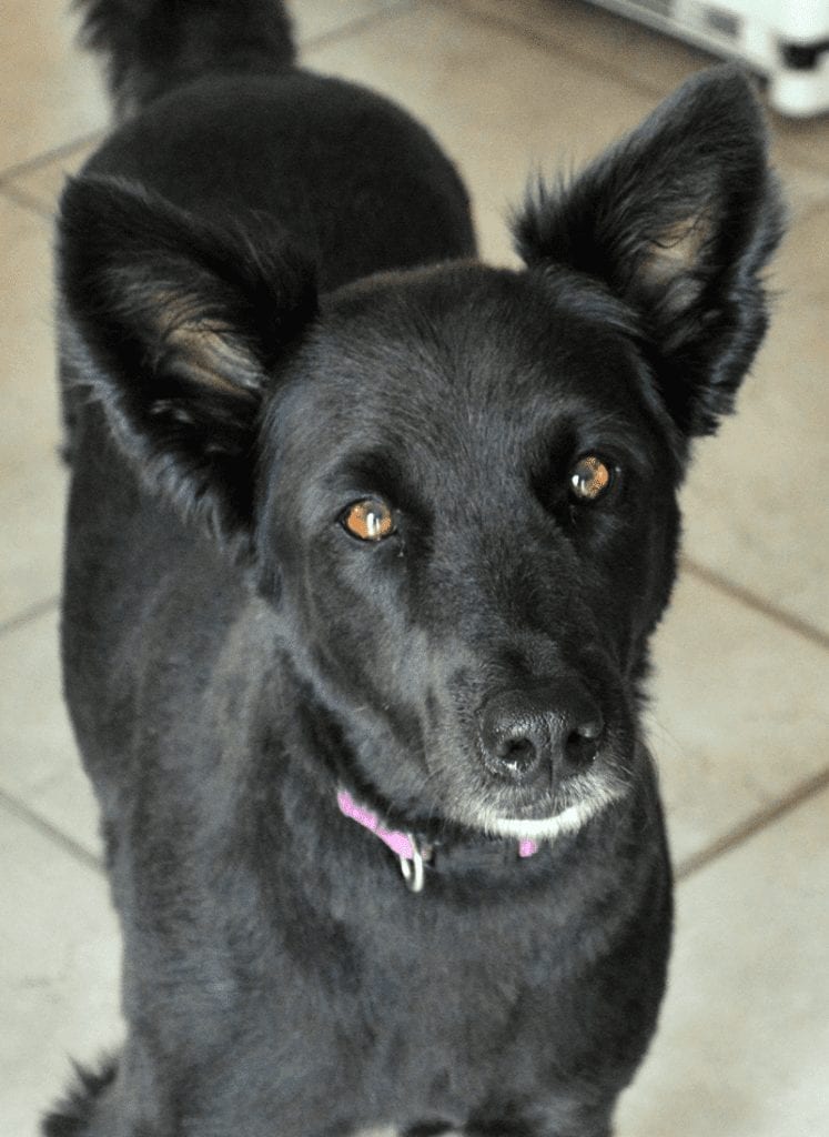 At Mimi's Table: Auggie Doggie